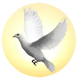 M.J. Dove